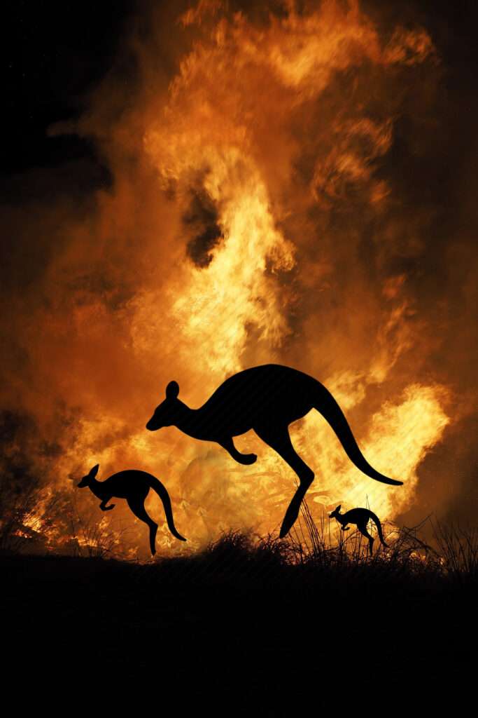 kangaroo; bushfire